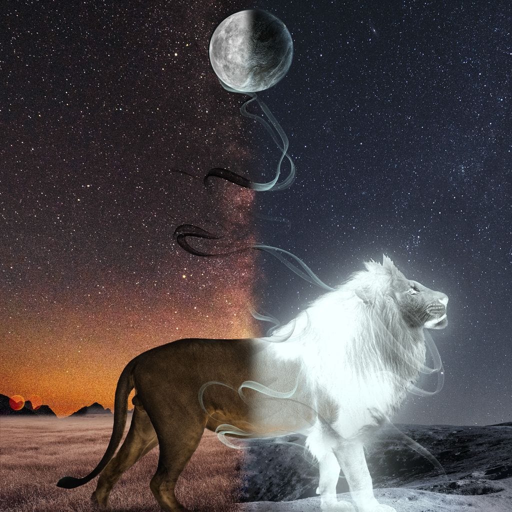 Lion Lune Canvas Wall Art