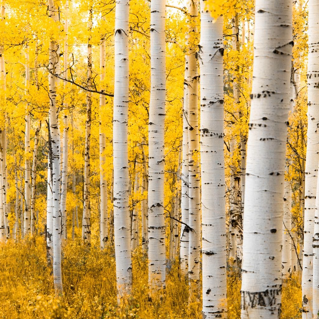 Yellow Forest - Colorado Canvas Wall Art