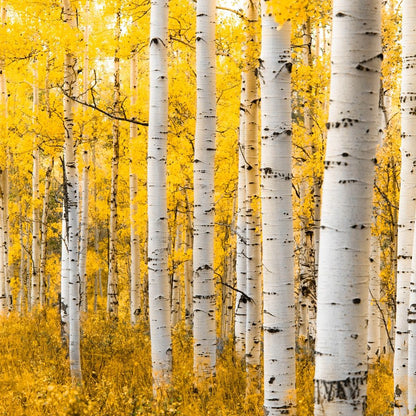 Yellow Forest - Colorado Canvas Wall Art