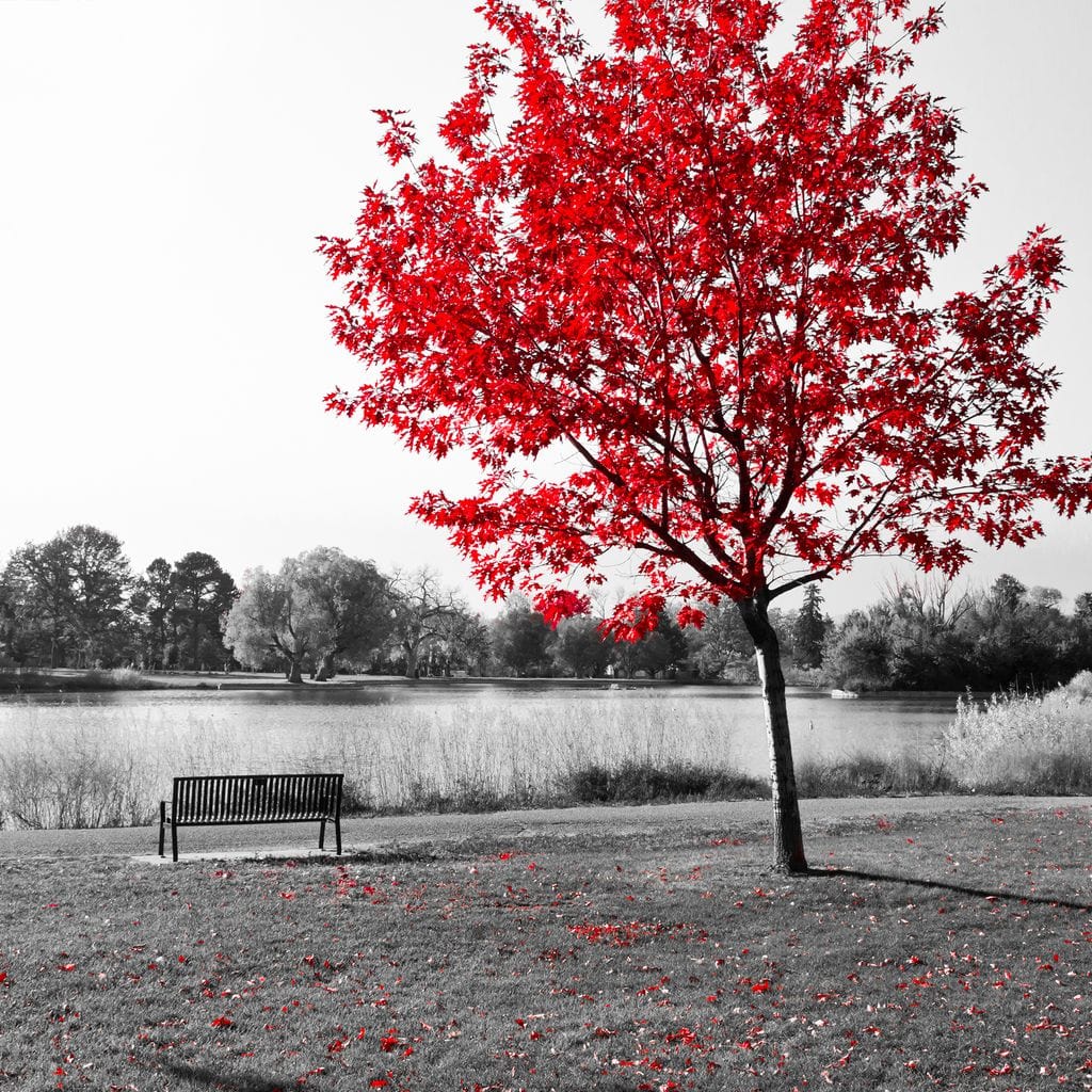 Calm View By The Red Tree Canvas Wall Art