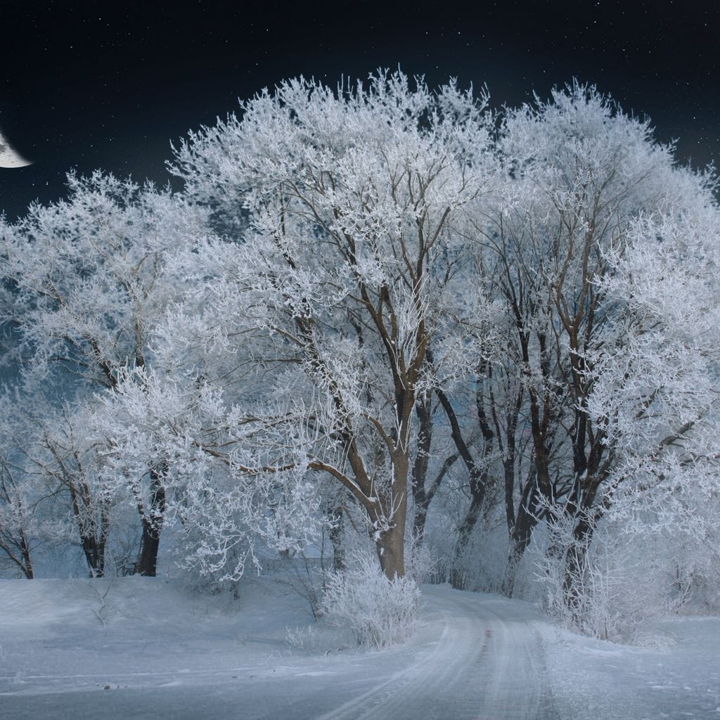 Winter Snow Forest Canvas Wall Art