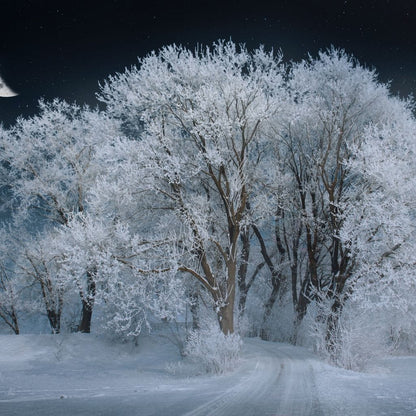Winter Snow Forest Canvas Wall Art