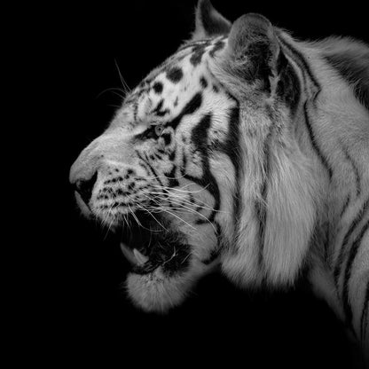 Black and White Tiger Profile Canvas Wall Art