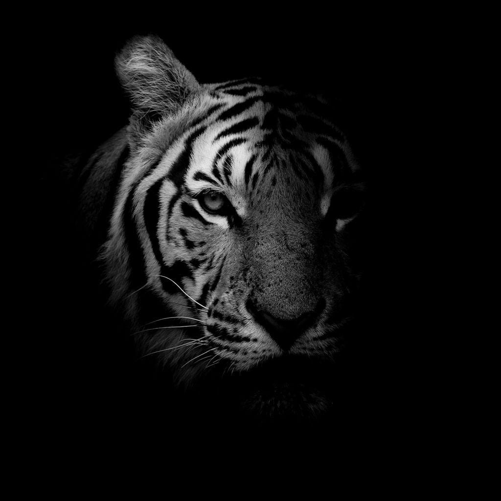 Black and White Fading Tiger Canvas Wall Art