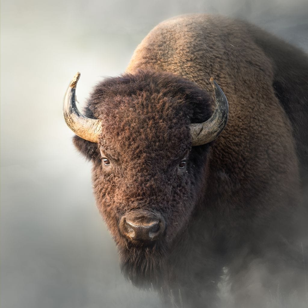 Bison 1 Canvas Wall Art