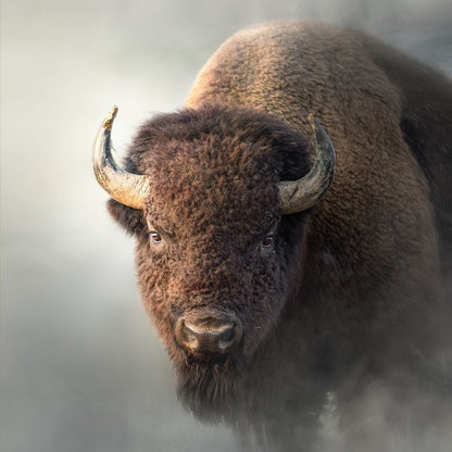 Bison 1 Canvas Wall Art