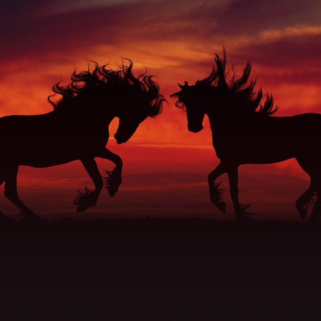 Stallion Sunset Canvas Wall Art