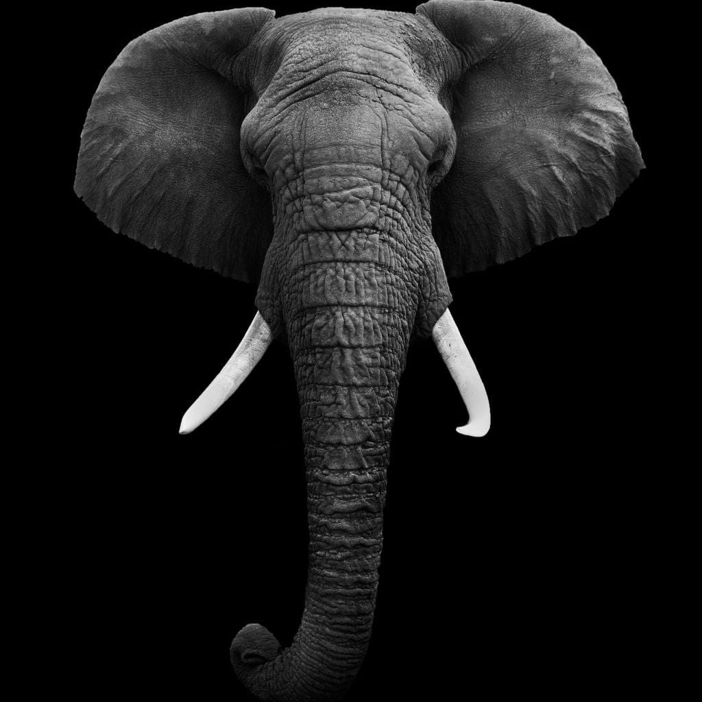 Black and White Elephant Face Canvas Wall Art