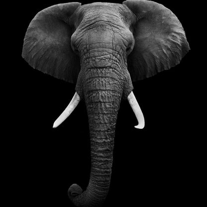 Black and White Elephant Face Canvas Wall Art