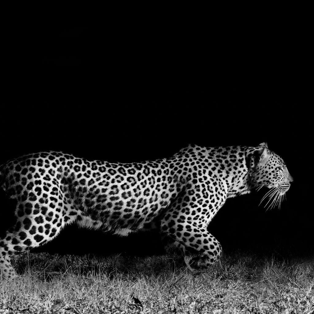 Black and White Jaguar Running Canvas Wall Art