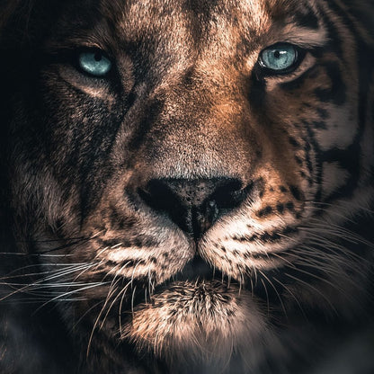 Lion Tiger Canvas Wall Art