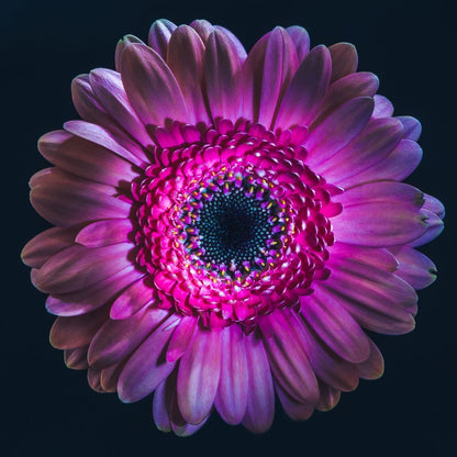 Purple Petals Canvas Wall Art