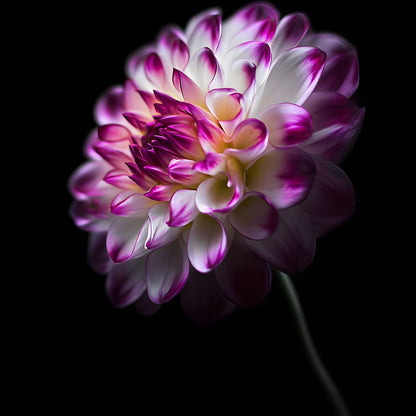 Radiant Orchid Dahlia Nocturne Canvas Wall Art