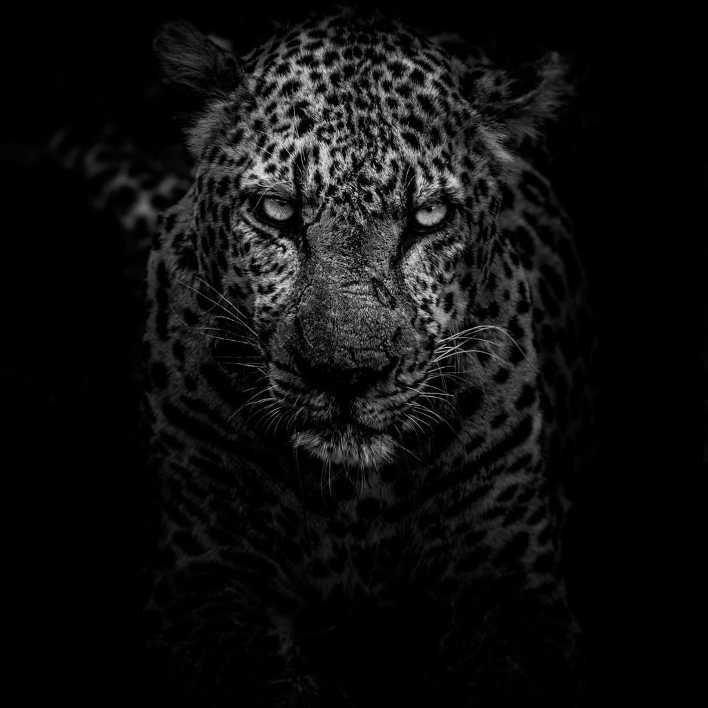 Leopard Black & White Canvas Wall Art