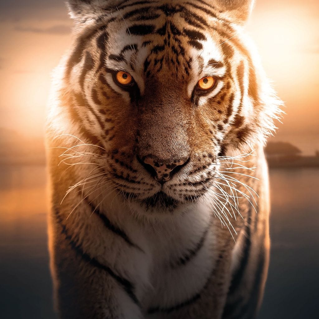 Tiger Orange Eyes Canvas Wall Art