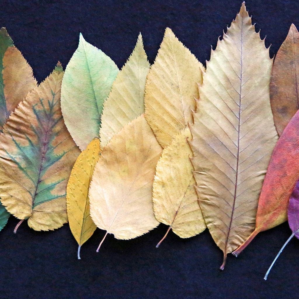 Colorful Leaves Canvas Wall Art
