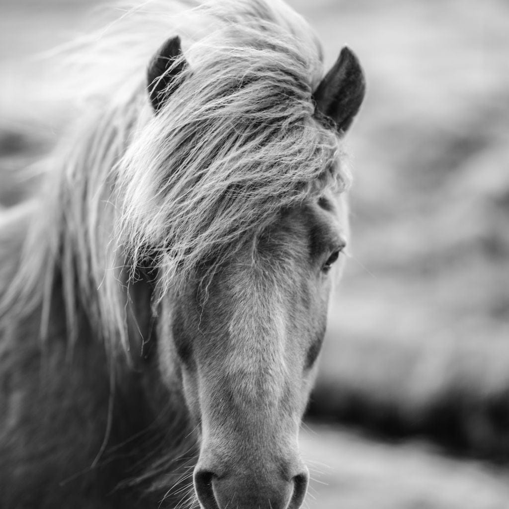 Icelandic Horse Canvas Wall Art