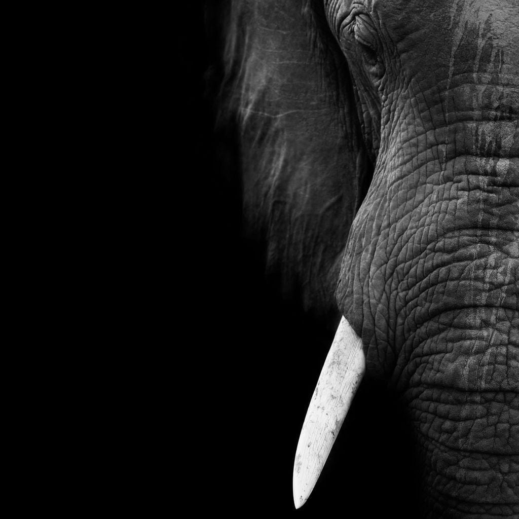 Black and White Elephant Close up Canvas Wall Art