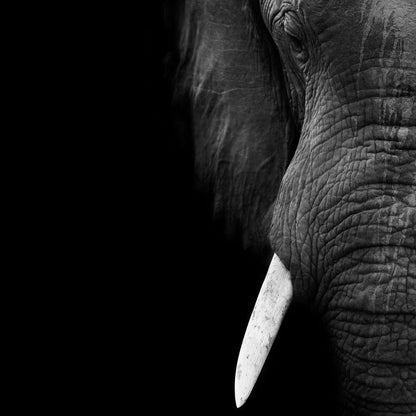 Black and White Elephant Close up Canvas Wall Art