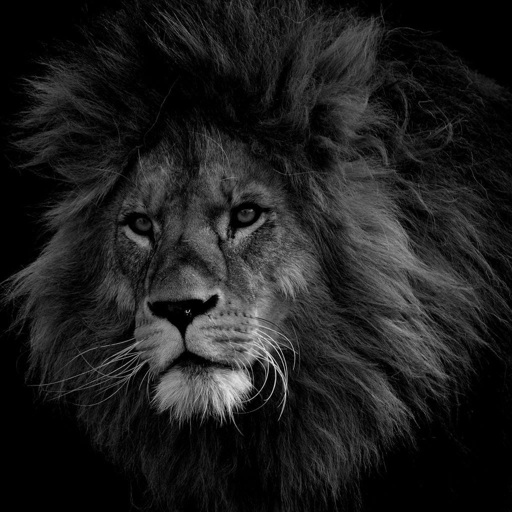 Majestic Canvas Wall Art