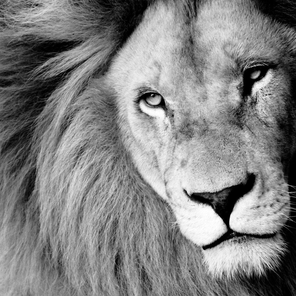 Lion Portrait Canvas Wall Art