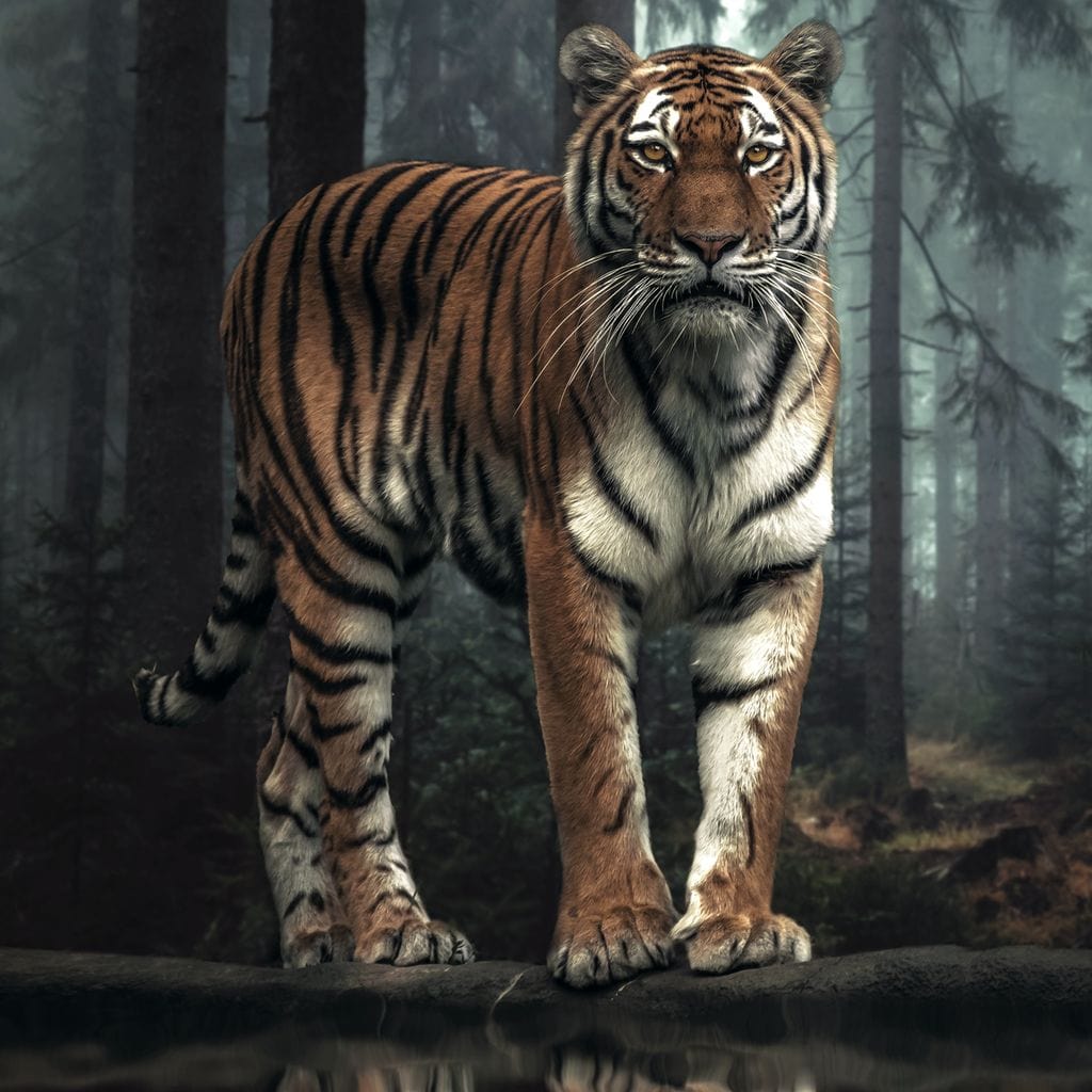 Tiger Reflection Canvas Wall Art