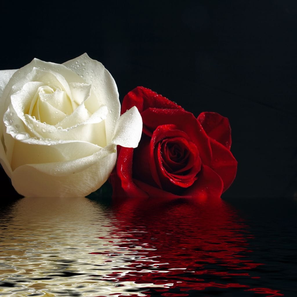 Red & White Roses Reflection Canvas Wall Art