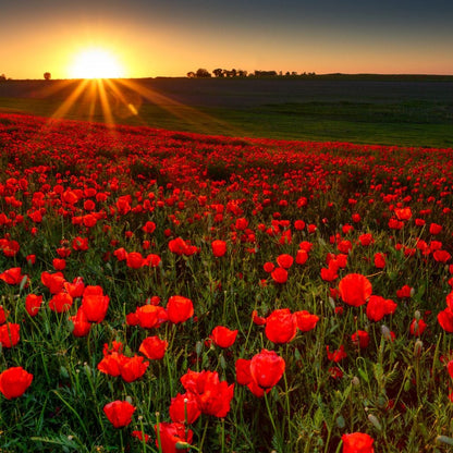 Red Poppies Field Canvas Wall Art