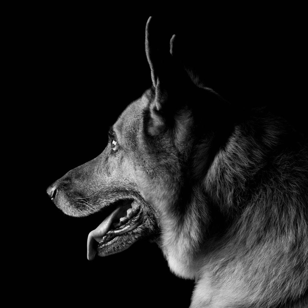 Black and White German Shepherd Canvas Wall Art