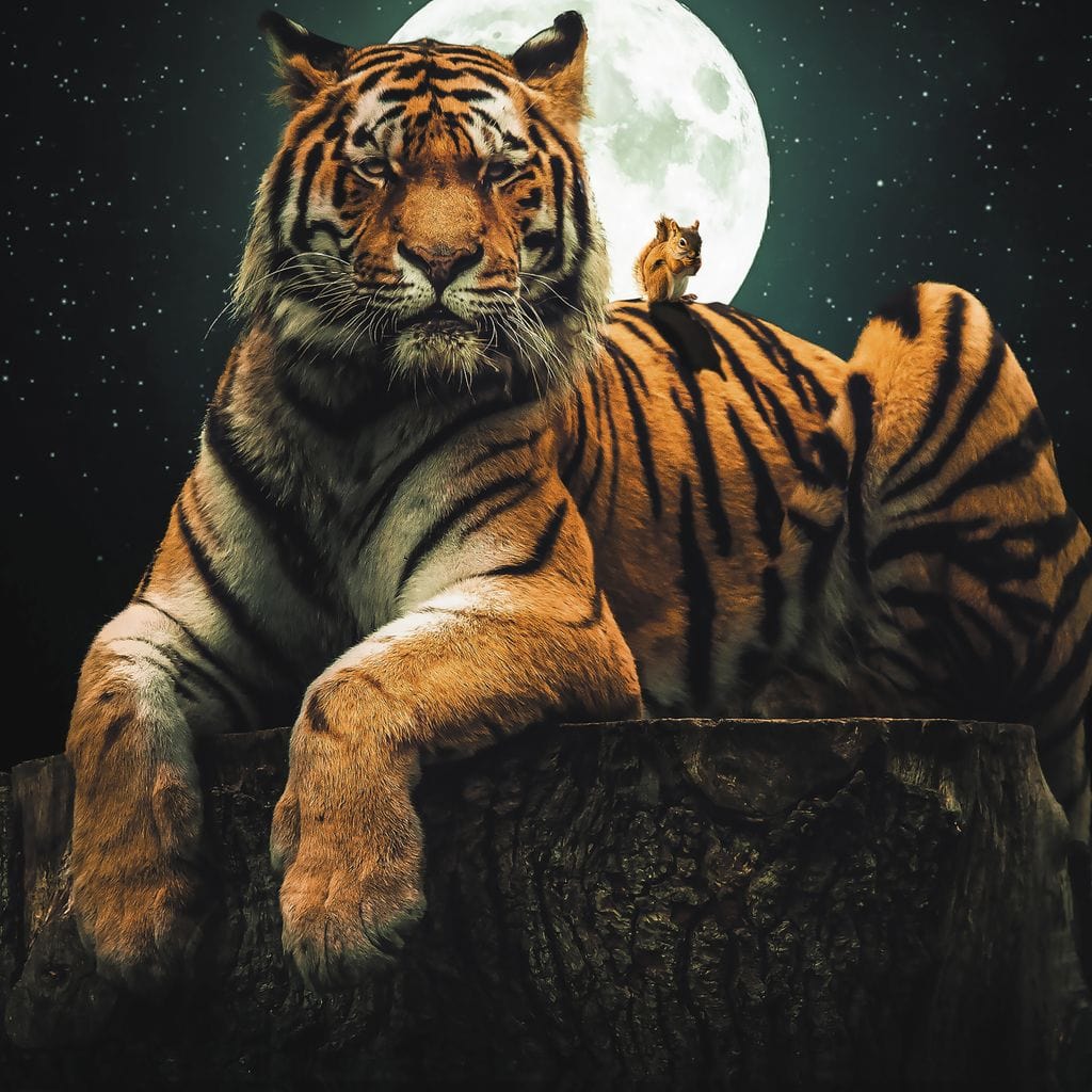 Tiger Squirel Canvas Wall Art