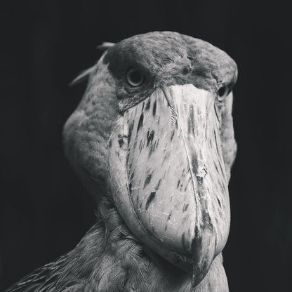 Black and White Shoebill Stork Canvas Wall Art