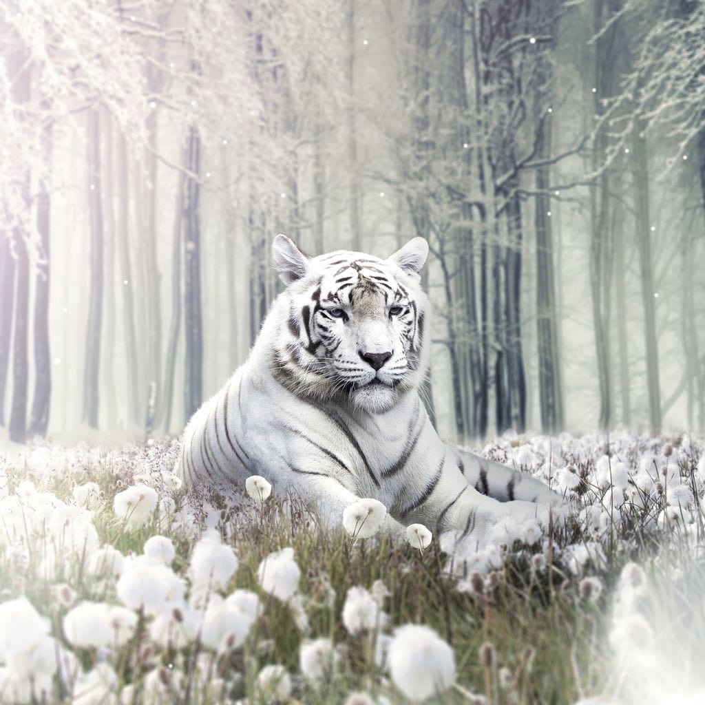 White Tiger Flowers Canvas Wall Art