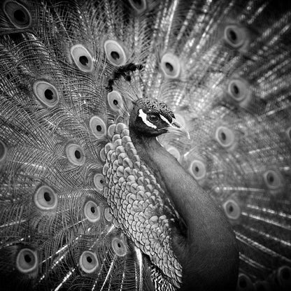Black and White Peacock Canvas Wall Art