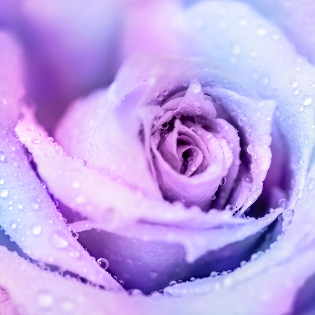 Winter Rose Canvas Wall Art
