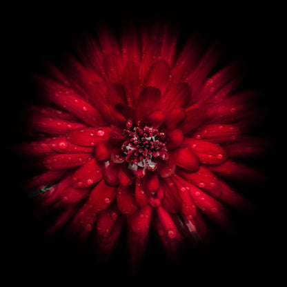 Backyard Flowers 45 Canvas Wall Art