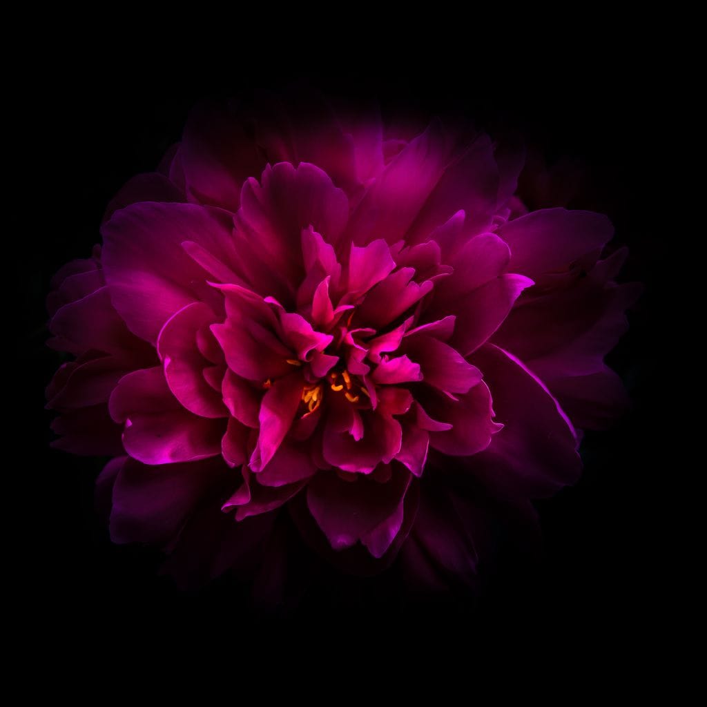 Purple Backyard Flowers Canvas Wall Art