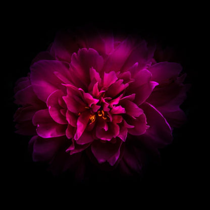 Purple Backyard Flowers Canvas Wall Art