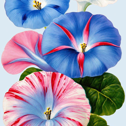 Morning Glory Reverie Canvas Wall Art