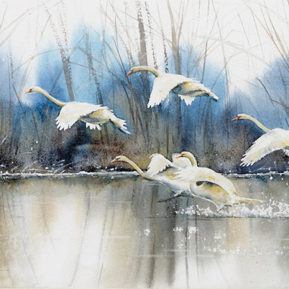White Swans Canvas Wall Art