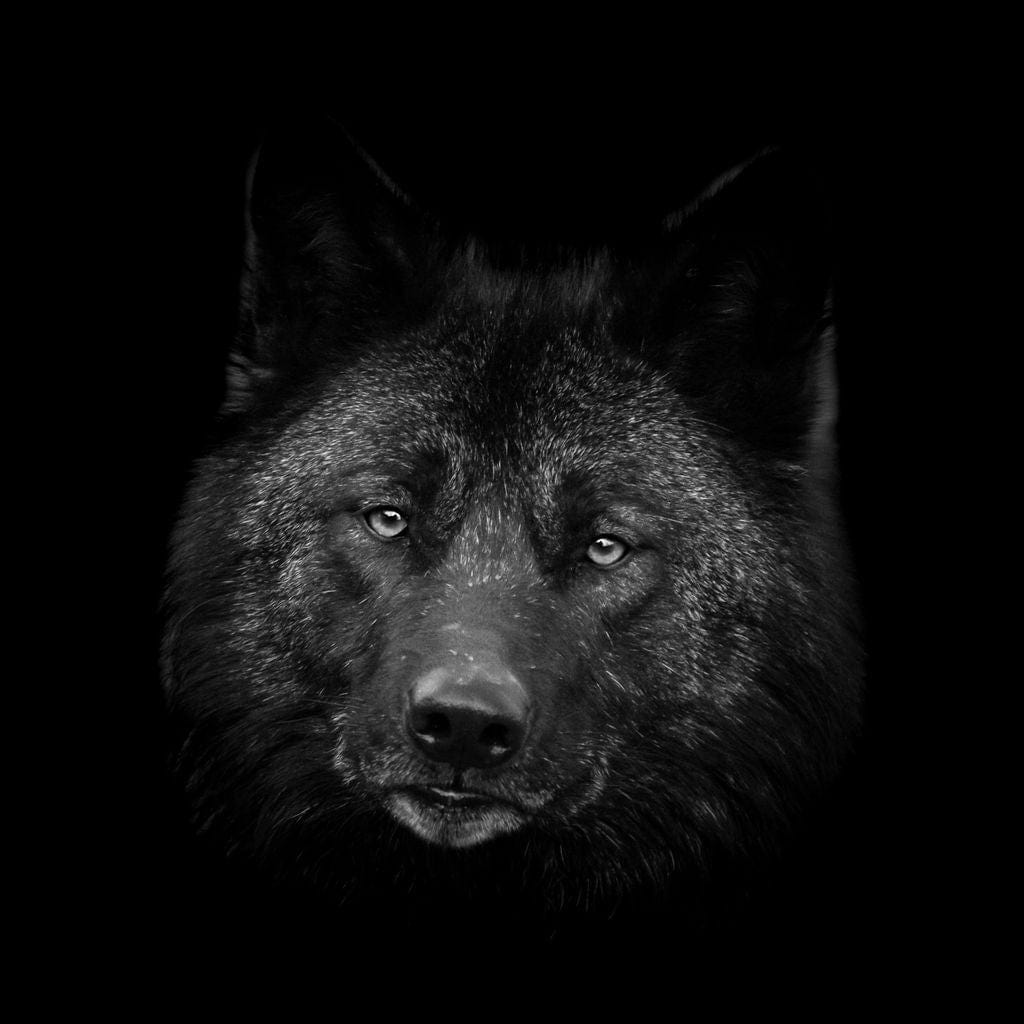 Black and White Wolf Canvas Wall Art