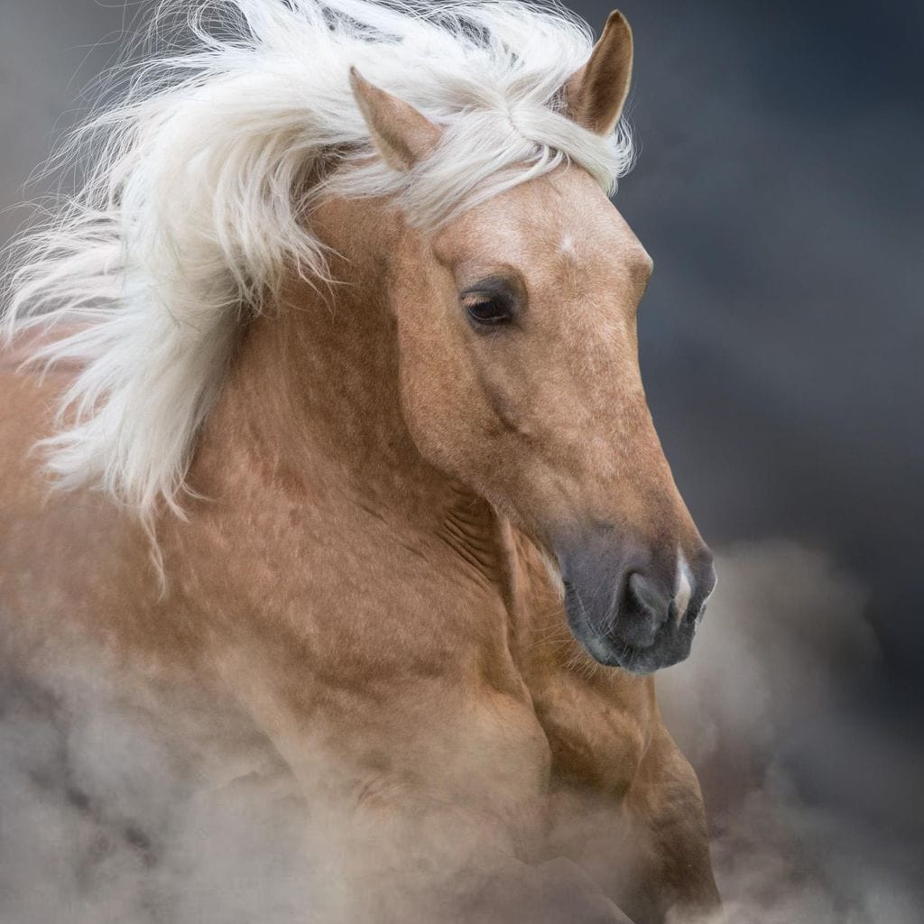 Palomino Horse Canvas Wall Art