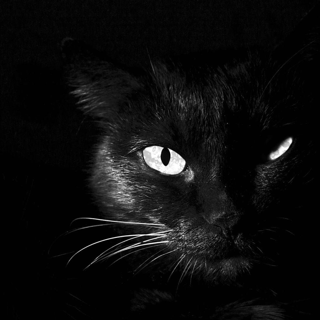 Black and White Cat Canvas Wall Art