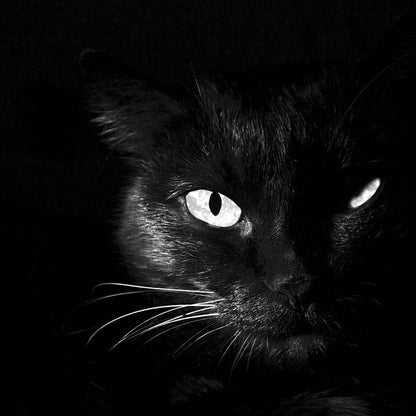 Black and White Cat Canvas Wall Art