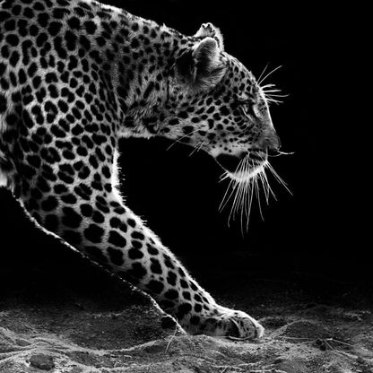 Black and white Leopard Canvas Wall Art