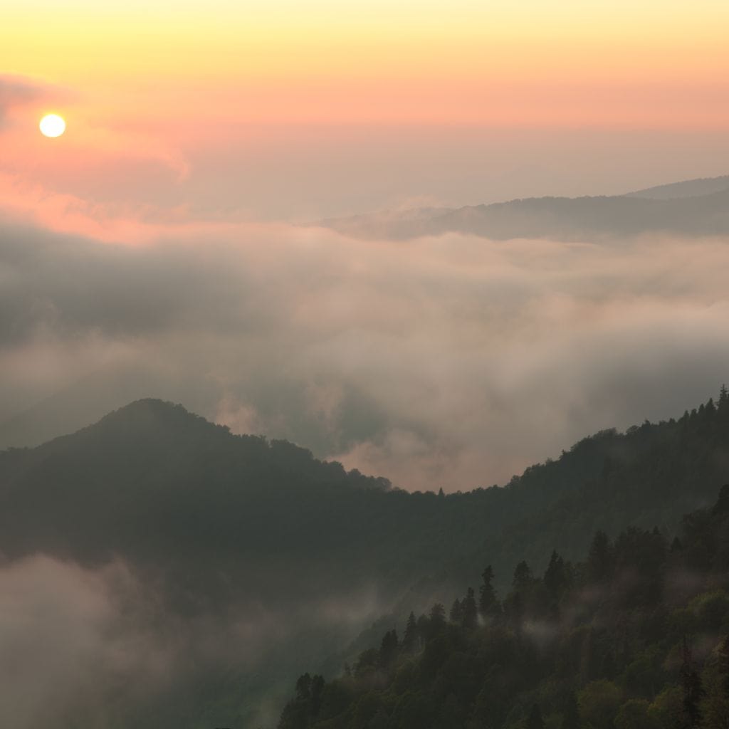 Fog over the Forest Canvas Wall Art