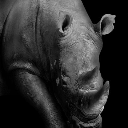 Black and White Rhino Canvas Wall Art