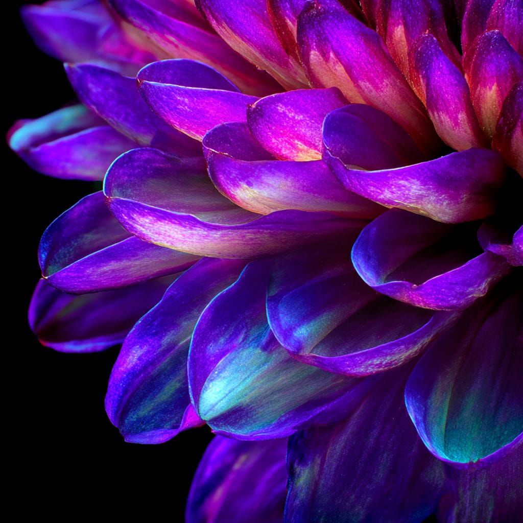 Electric Violet Petal Reverie Canvas Wall Art