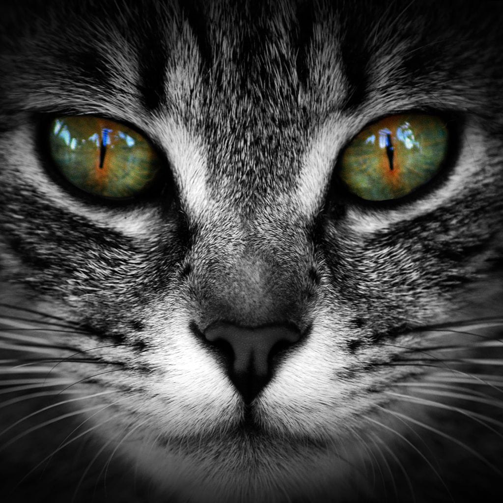 Green Eyed Cat Canvas Wall Art