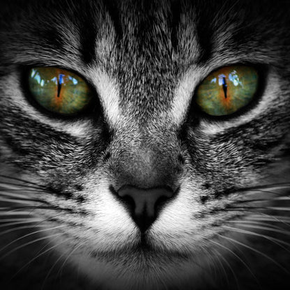 Green Eyed Cat Canvas Wall Art