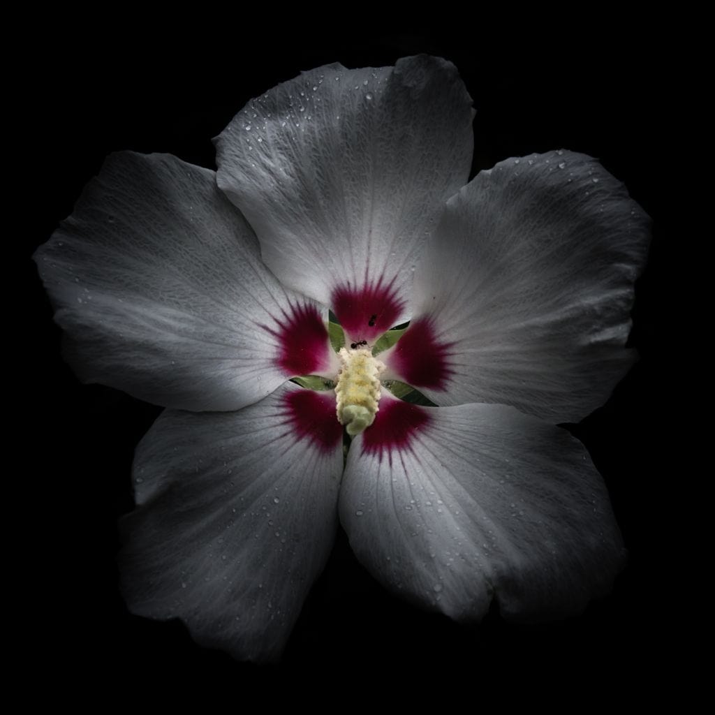 Backyard Flowers Color Version Canvas Wall Art